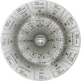 Diagram of the  flow of chi -biological clock